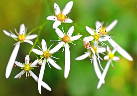 sナメラダイムンジソウ19.10.12DSC_7895