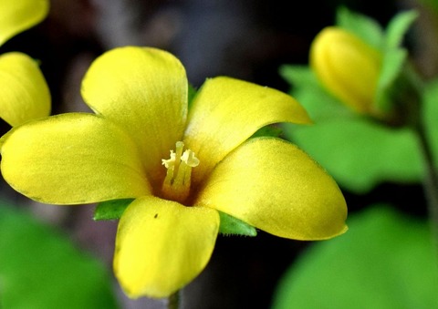 s64-3ミヤマコナスビ17.5.29DSC_7038
