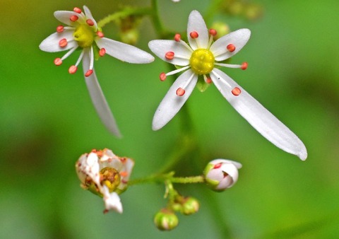 sナメラダイムンジソウ19.10.12DSC_7921
