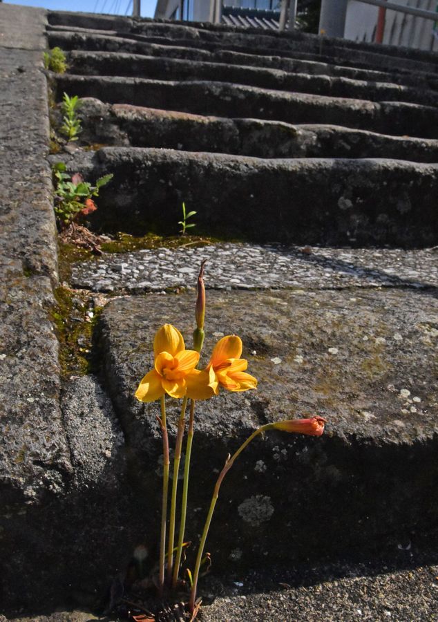 高田城跡の石段に南米原産の珍しい花が 日本共産党 豊後高田市議会議員 大石忠昭の情熱ブログ