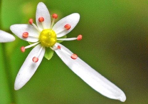 sナメラダイムンジソウ19.10.12DSC_7923