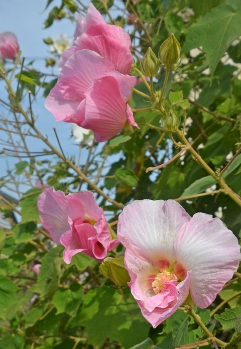 s酔芙蓉24.10.25DSC_5819