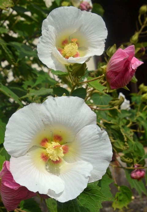 s酔芙蓉24.10.25DSC_5821