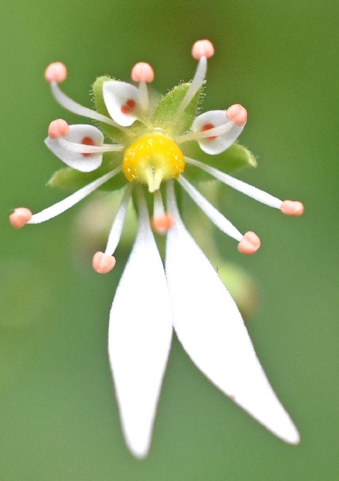 sジンジソウDSC_3038