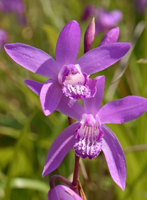 s64-5シラン23.5.1DSC_0167