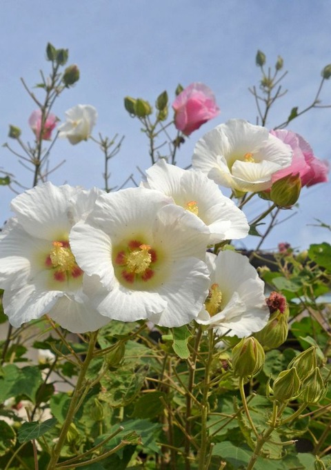 s酔芙蓉24.10.25DSC_5817