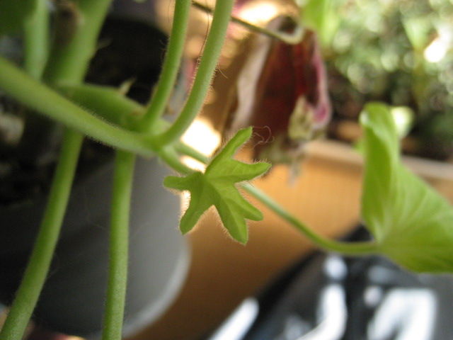 ツピダンサス 1000 Sベース