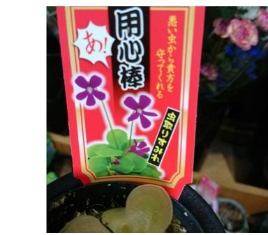 チャットピア みどりん 多田みすず どこまでも続く緑の道