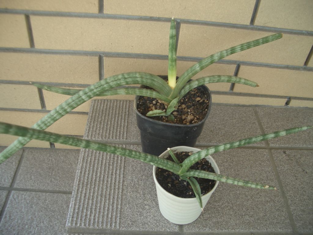 サンセベリアの冬越し 唯之人の備忘録