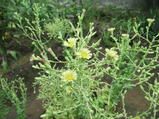 サニーレタスの花 唯之人の備忘録