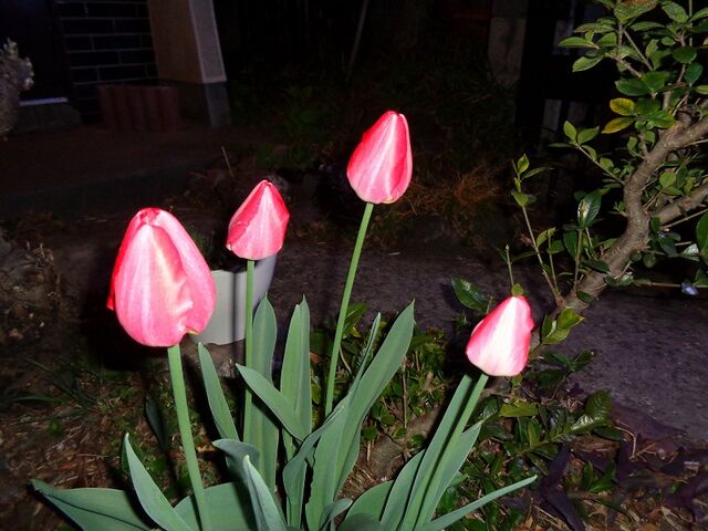 庭に咲いたチューリップの花 Ja1qvmのblog 庭に咲いたチューリップの花 Ja1qvmのblog