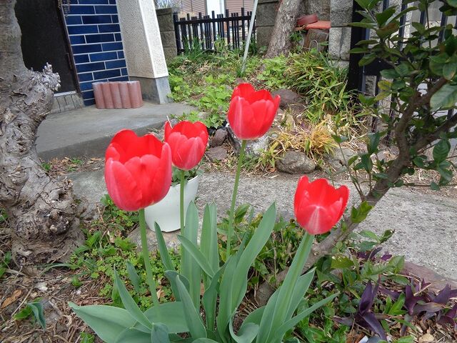 庭に咲いたチューリップの花 Ja1qvmのblog 庭に咲いたチューリップの花 Ja1qvmのblog