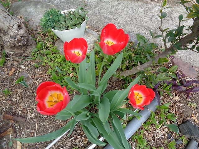 庭に咲いたチューリップの花 Ja1qvmのblog 庭に咲いたチューリップの花 Ja1qvmのblog