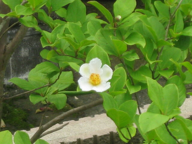 小説 ひとひらの花びら を発表しました 小松郭公太の気まぐれ日記 小説 ひとひらの花びら を発表しました 小松郭公太の気まぐれ日記