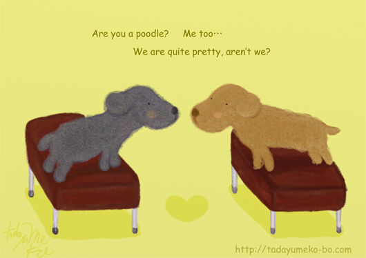 poodle.jpg