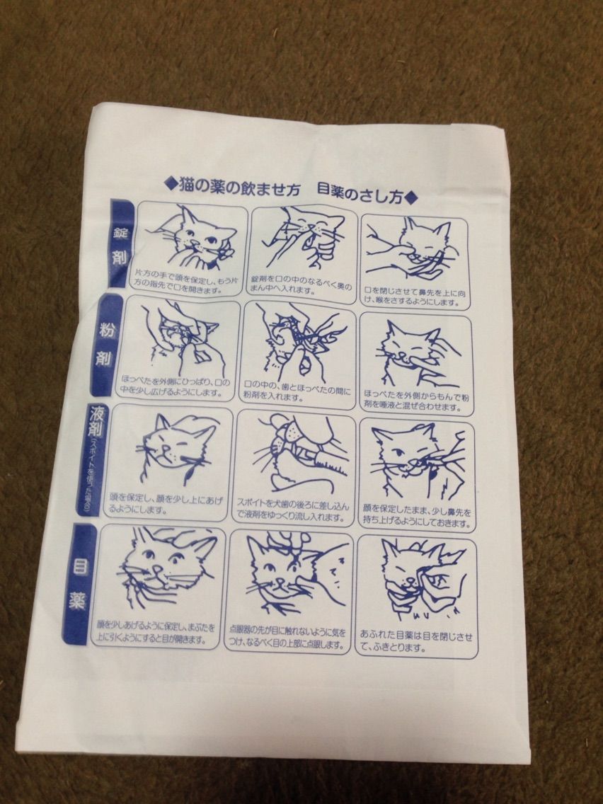 ミントがインフルエンザにかかってもた 大阪猫 スミレでおまっ