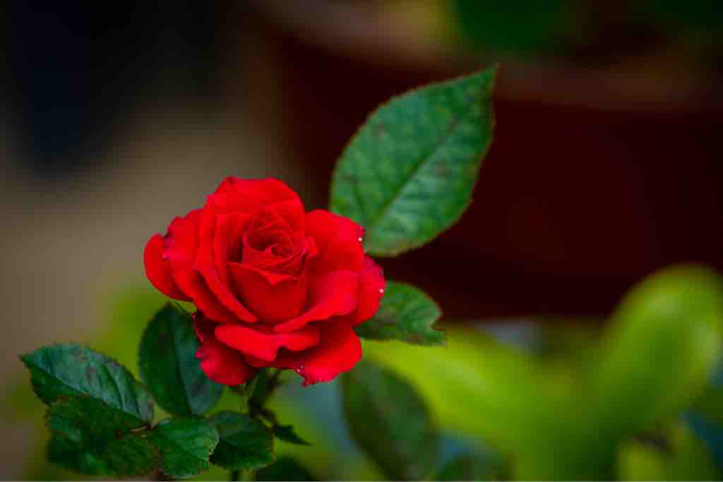 真紅の薔薇 Tafelmusik 第2集 真紅の薔薇 Tafelmusik 第2集