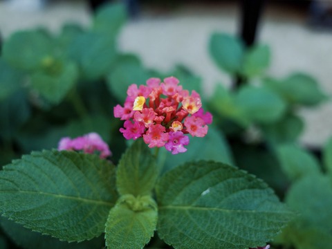 6ed5c39b38be3d9aa273e7354334052a