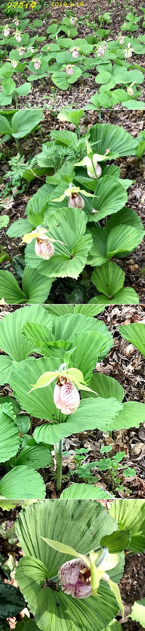 cats-vertクマガイ草