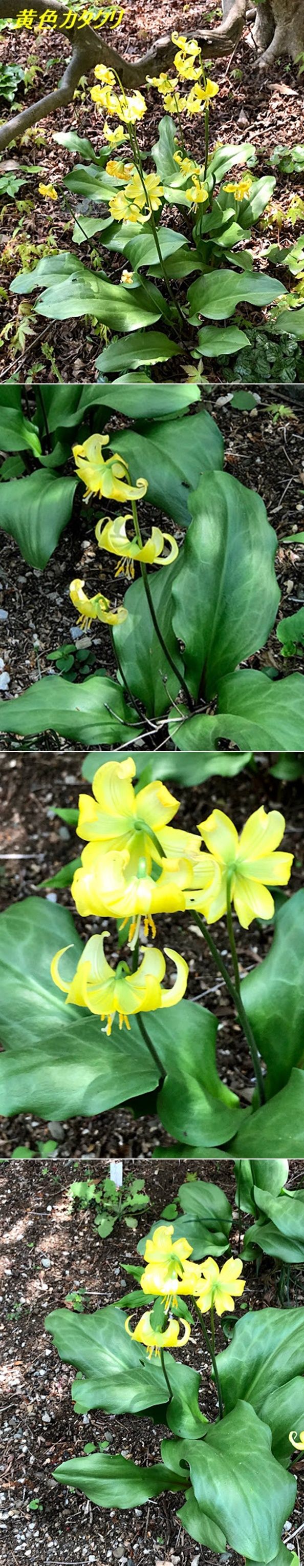 黄色カタクリ2-vert