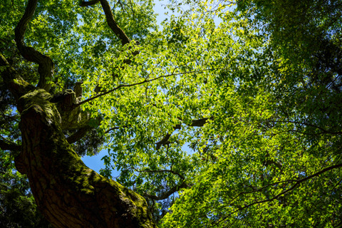 2020君ヶ畑・宮坂峠付近-3-2