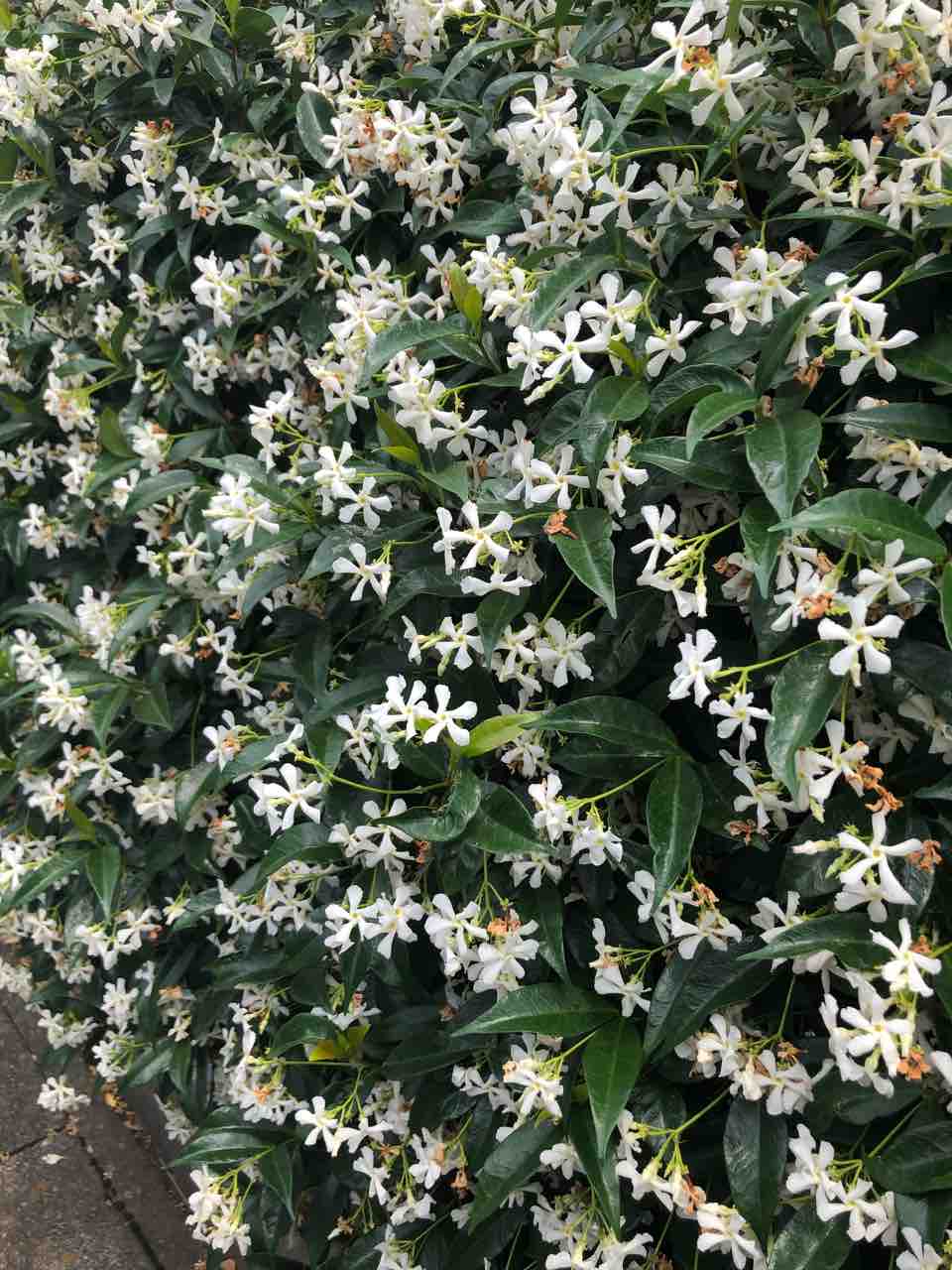 周辺広範囲にいい香り ジャスミンの生垣 タガメとタナゴ ちょっと家庭菜園のblog