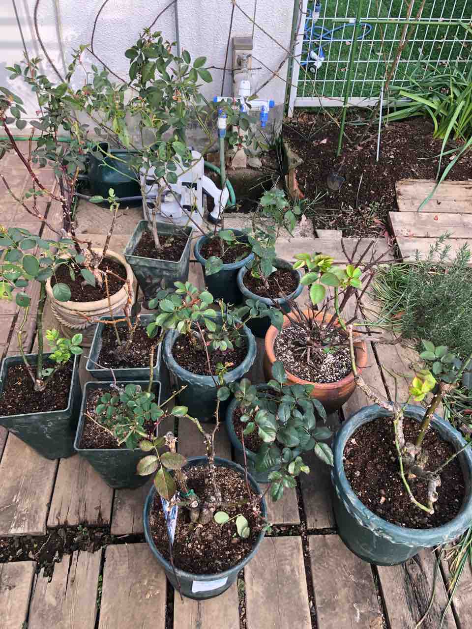 バラ鉢の植え替え タガメとタナゴ ちょっと家庭菜園のblog