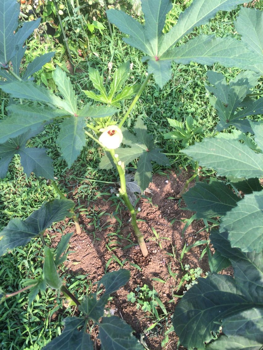 けっこうきれいなオクラの花 タガメとタナゴ ちょっと家庭菜園のblog けっこうきれいなオクラの花 タガメとタナゴ ちょっと家庭菜園のblog