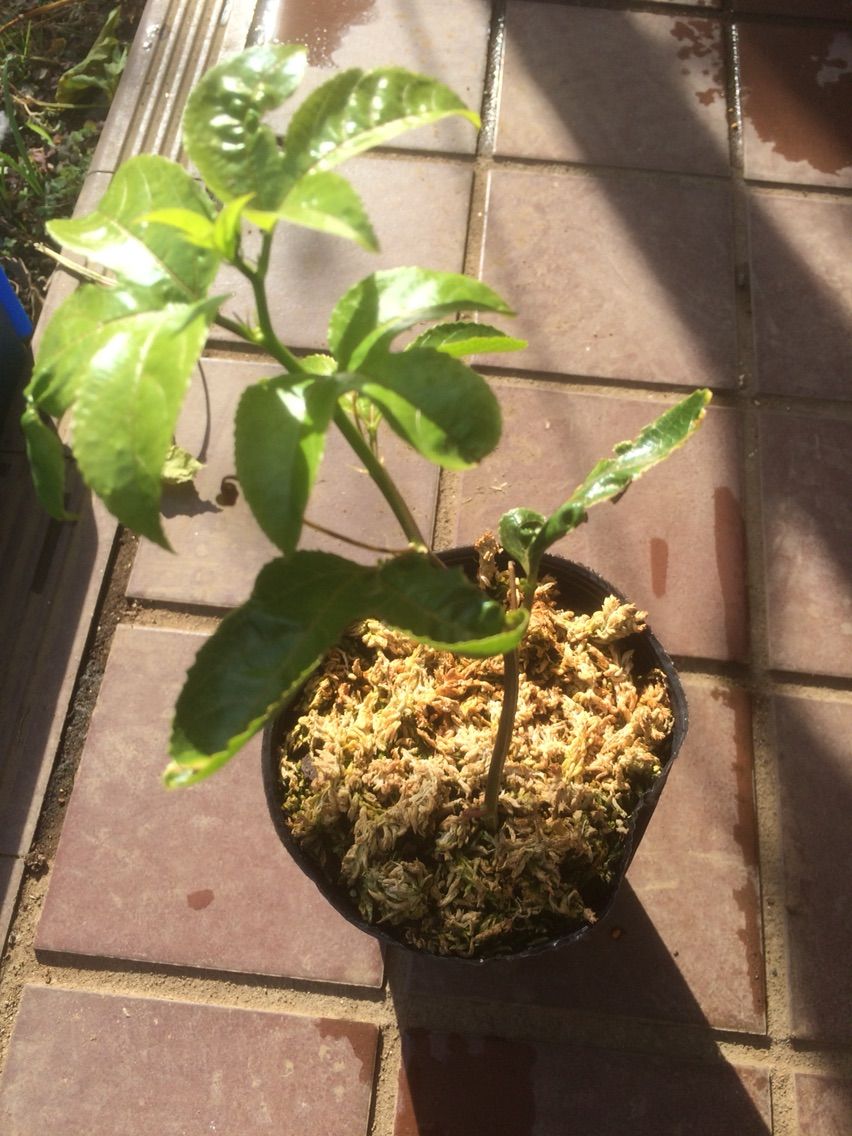 パッションフルーツの挿木が発根 タガメとタナゴ ちょっと家庭菜園のblog