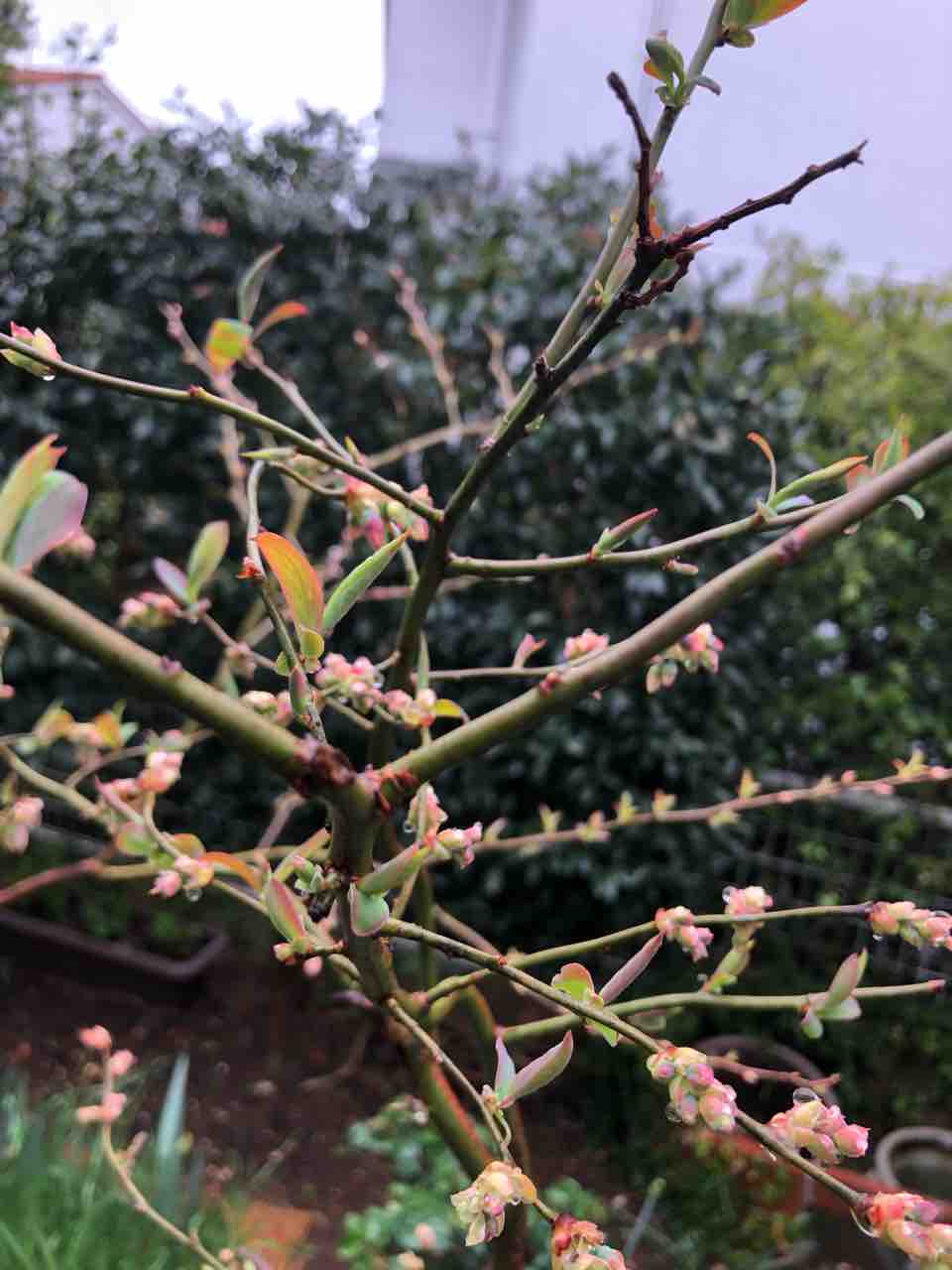 初めてのブルーベリー 枝の先端に花芽がつくんだ タガメとタナゴ ちょっと家庭菜園のblog 初めてのブルーベリー 枝の先端に花芽がつくんだ タガメとタナゴ ちょっと家庭菜園のblog
