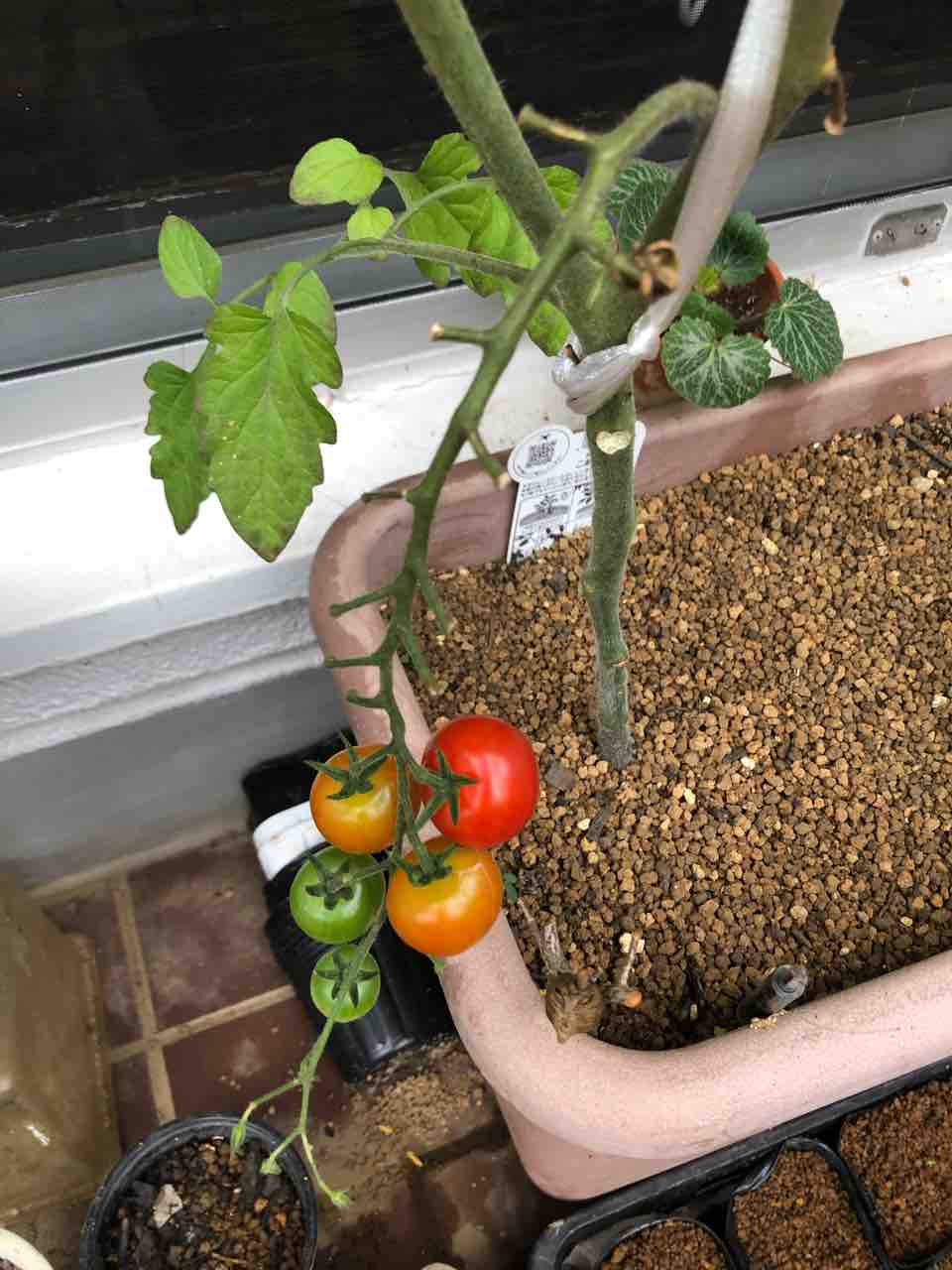 ミニトマトこあまちゃん 第八花房まで タガメとタナゴ ちょっと家庭菜園のblog ミニトマトこあまちゃん 第八花房まで タガメとタナゴ ちょっと家庭菜園のblog