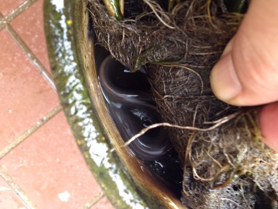 睡蓮鉢から台湾ドジョウが出てきた タガメとタナゴ ちょっと家庭菜園のblog