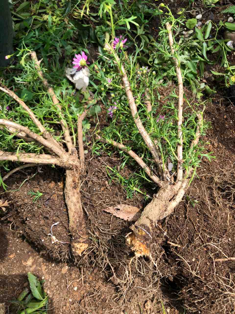 ボンザマーガレット 切り戻しと植え替え タガメとタナゴ ちょっと家庭菜園のblog