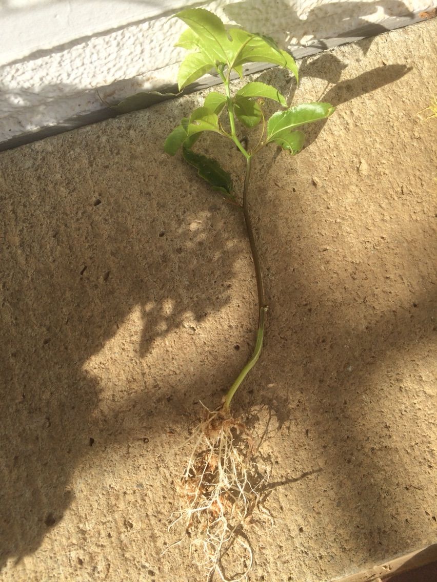 パッションフルーツの挿木が発根 タガメとタナゴ ちょっと家庭菜園のblog パッションフルーツの挿木が発根 タガメとタナゴ ちょっと家庭菜園のblog