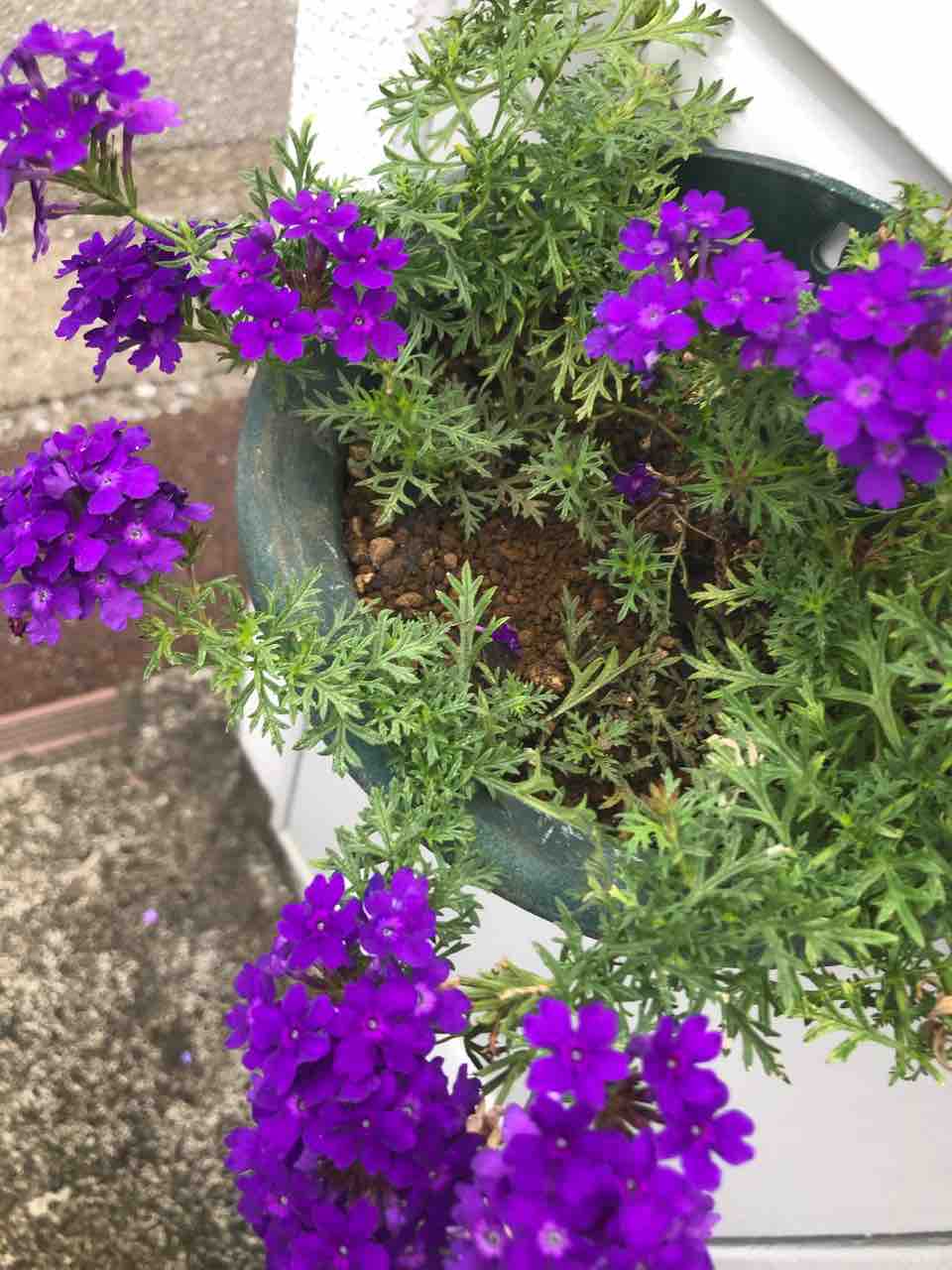 バーベナのタピアンは涼しげな花色 タガメとタナゴ ちょっと家庭菜園のblog