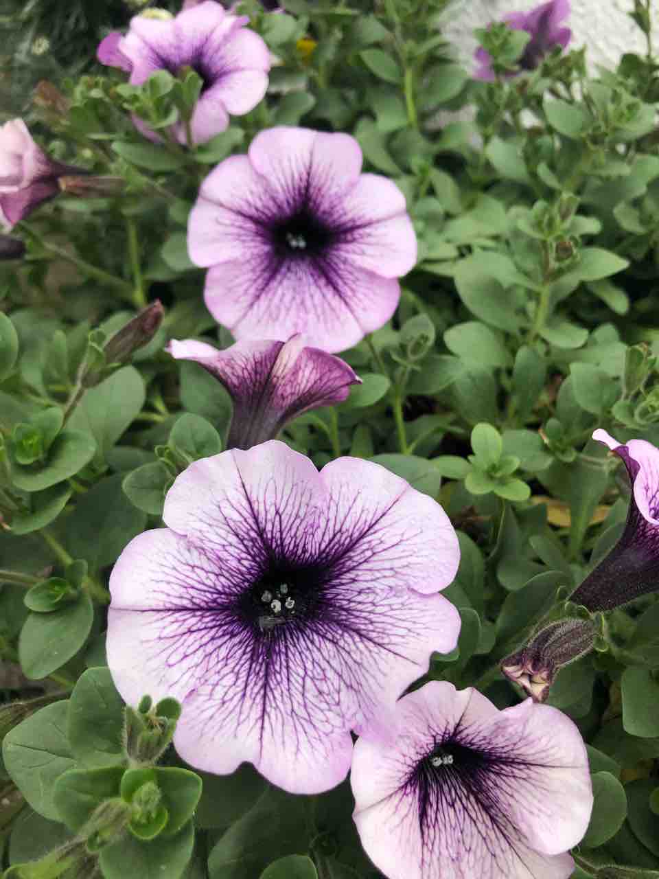 ペチュニアがどんどん開いてきました タガメとタナゴ ちょっと家庭菜園のblog