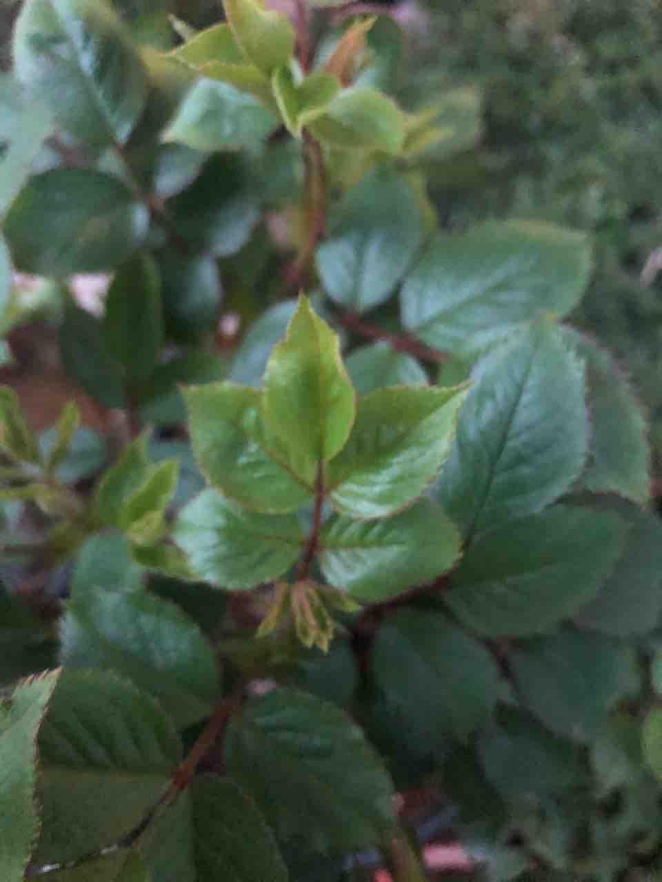 四季咲きのバラセンチメンタル 芽吹いた姿が均斉がとれている タガメとタナゴ ちょっと家庭菜園のblog