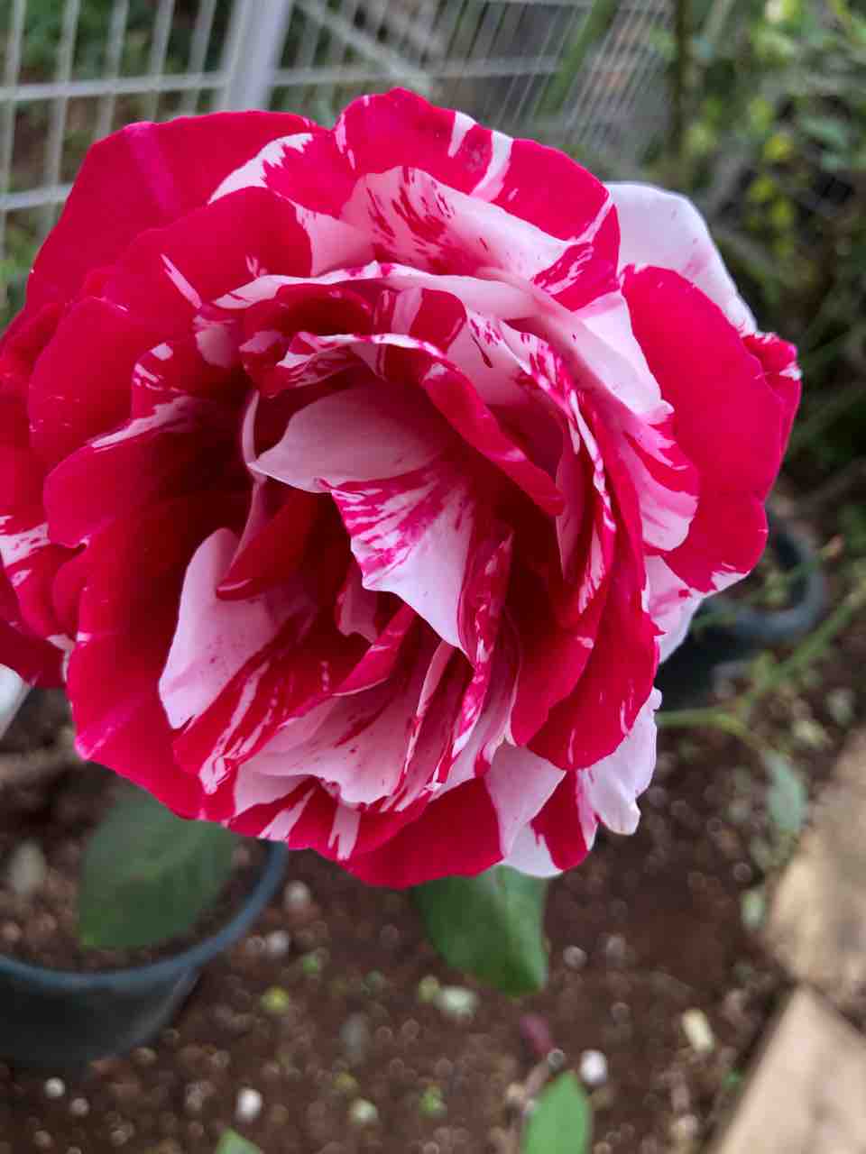 センチメンタル2番花 タガメとタナゴ ちょっと家庭菜園のblog センチメンタル2番花 タガメとタナゴ ちょっと家庭菜園のblog