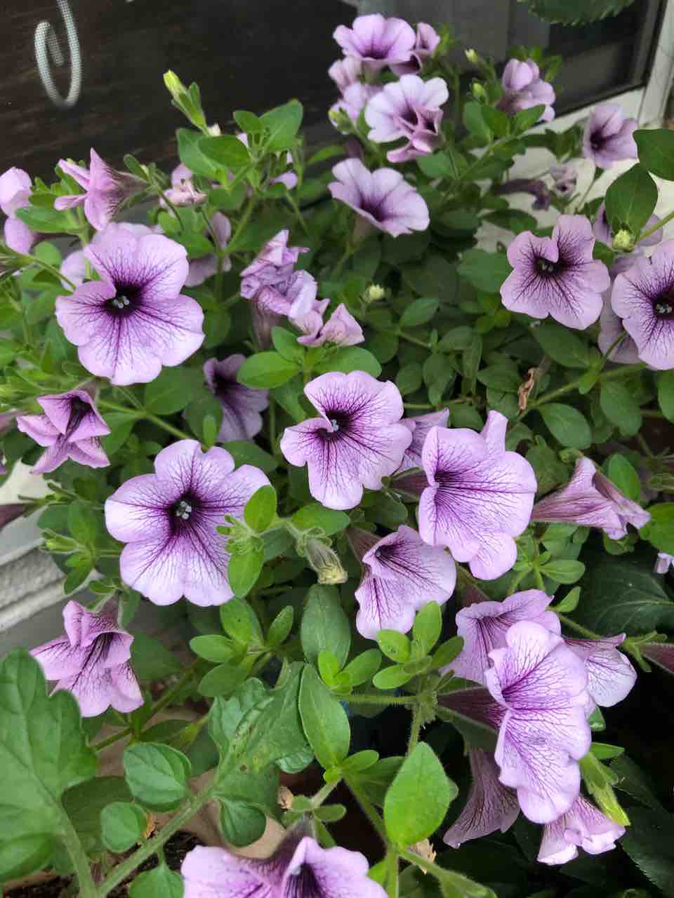 軒下のペチュニアがバラの後を引き継いで満開 タガメとタナゴ ちょっと家庭菜園のblog