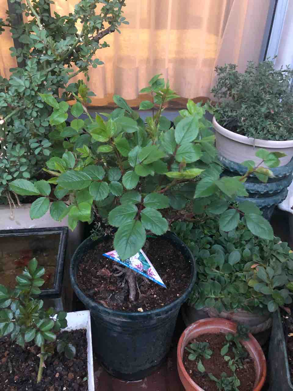 四季咲きのバラセンチメンタル 芽吹いた姿が均斉がとれている タガメとタナゴ ちょっと家庭菜園のblog