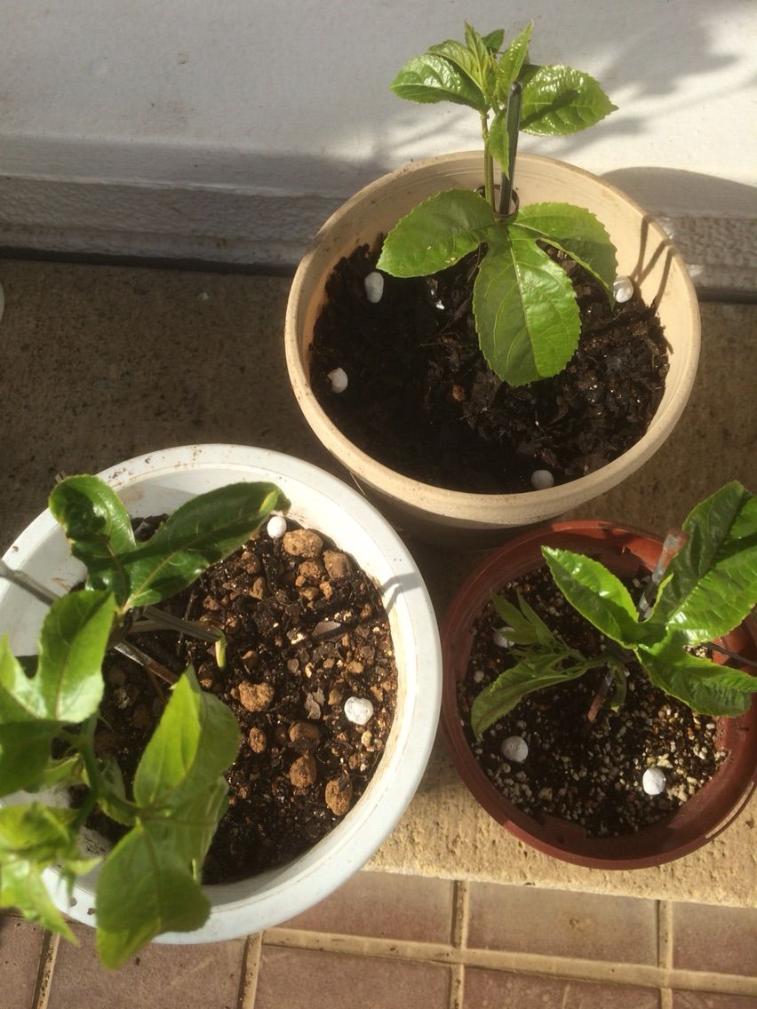 パッションフルーツの挿木が発根 タガメとタナゴ ちょっと家庭菜園のblog パッションフルーツの挿木が発根 タガメとタナゴ ちょっと家庭菜園のblog