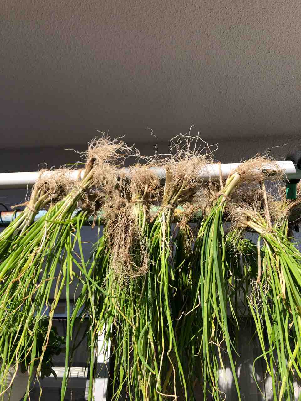 時期外れかもしれないが九条ネギ干してみた タガメとタナゴ ちょっと家庭菜園のblog