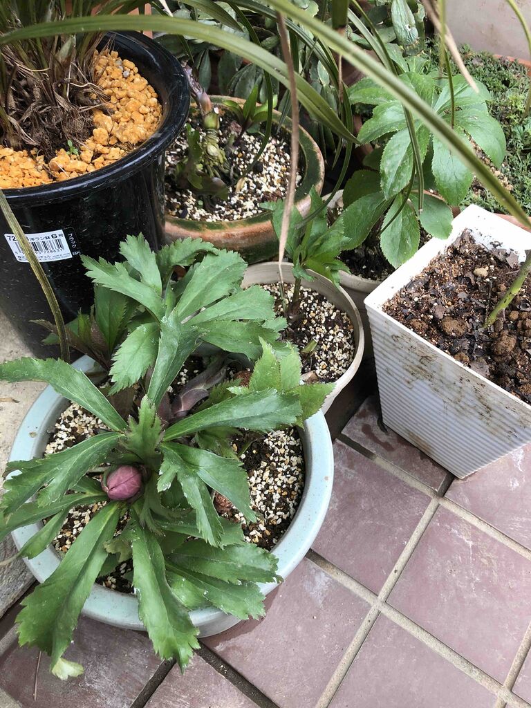 クリスマスローズ花芽確認 タガメとタナゴ ちょっと家庭菜園のblog