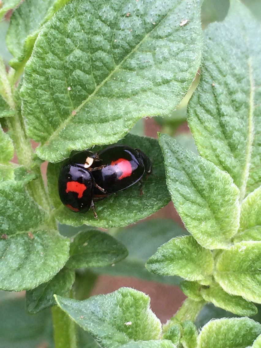 ジャガイモ一株にいた虫たち タガメとタナゴ ちょっと家庭菜園のblog
