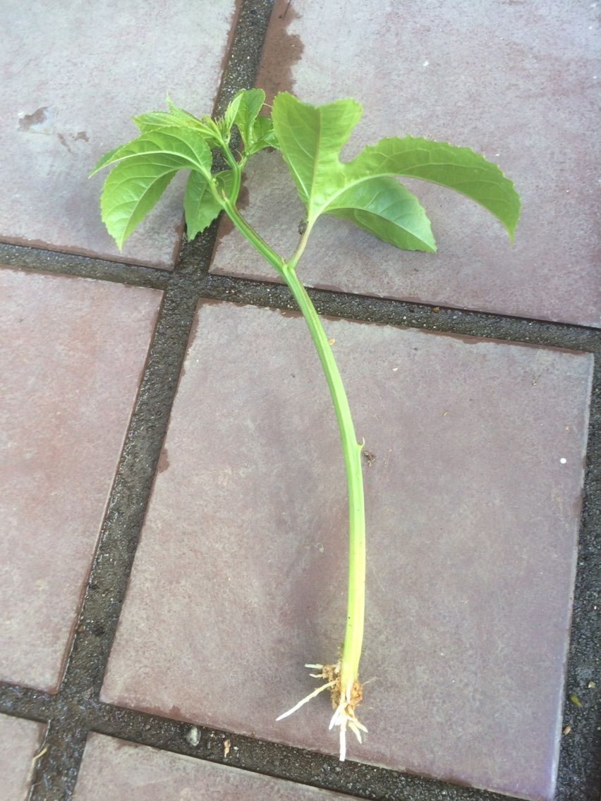 パッションフルーツの挿木が発根 タガメとタナゴ ちょっと家庭菜園のblog