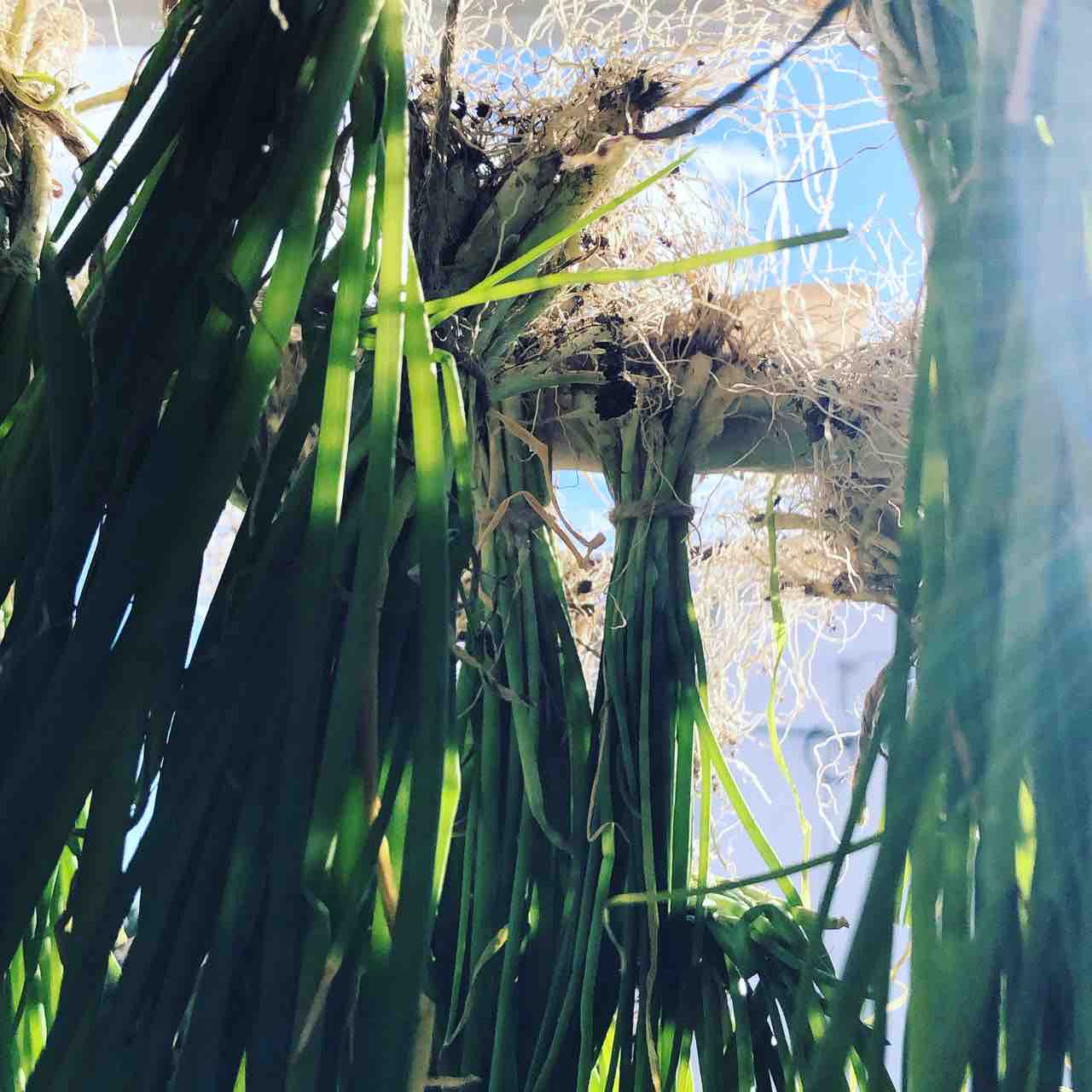 時期外れかもしれないが九条ネギ干してみた タガメとタナゴ ちょっと家庭菜園のblog