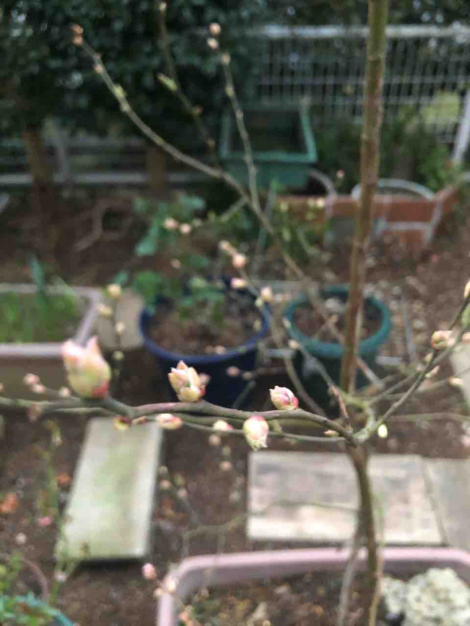 ブルーベリーの芽が膨らんできた タガメとタナゴ ちょっと家庭菜園のblog