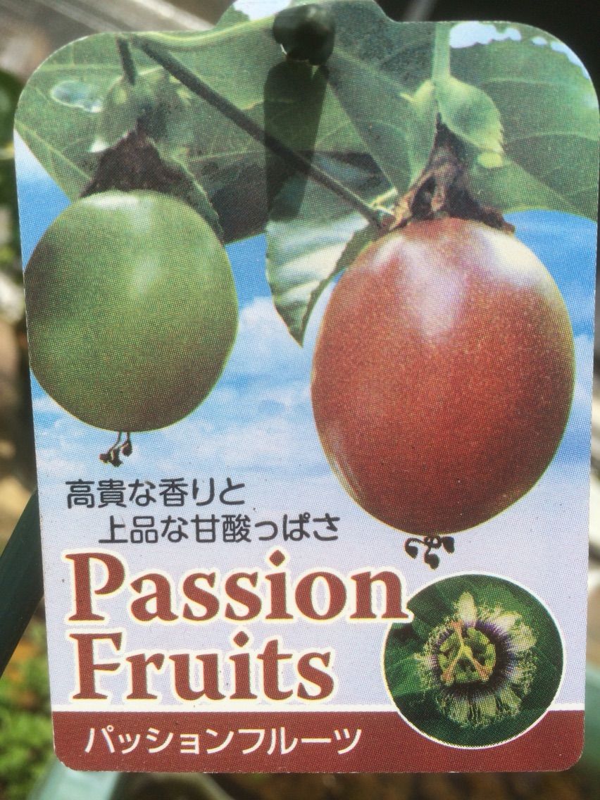 パッションフルーツのグリーンカーテン タガメとタナゴ ちょっと家庭菜園のblog