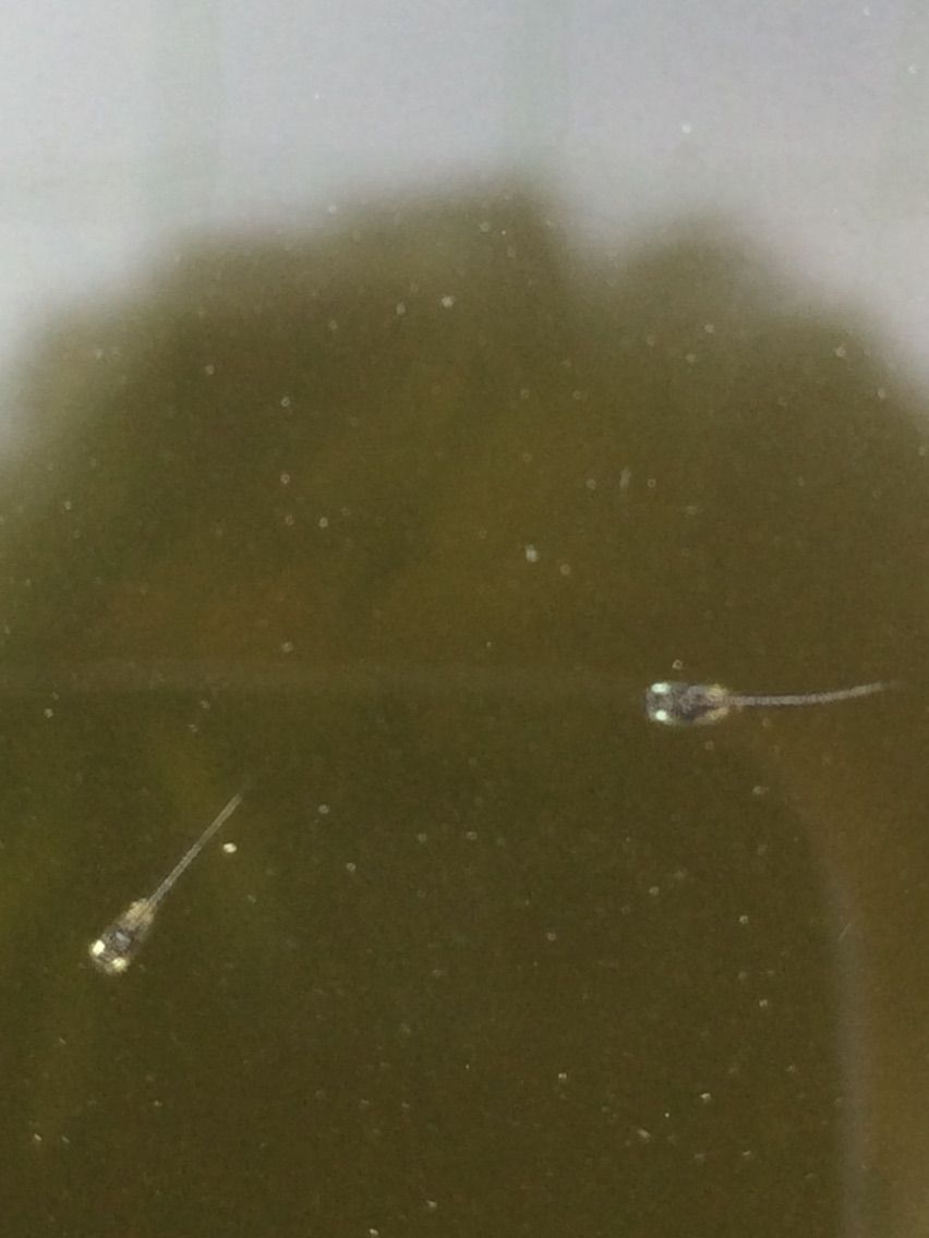 地震 で青メダカ稚魚水槽がひっくり返る タガメとタナゴ ちょっと家庭菜園のblog 地震 で青メダカ稚魚水槽がひっくり返る タガメとタナゴ ちょっと家庭菜園のblog