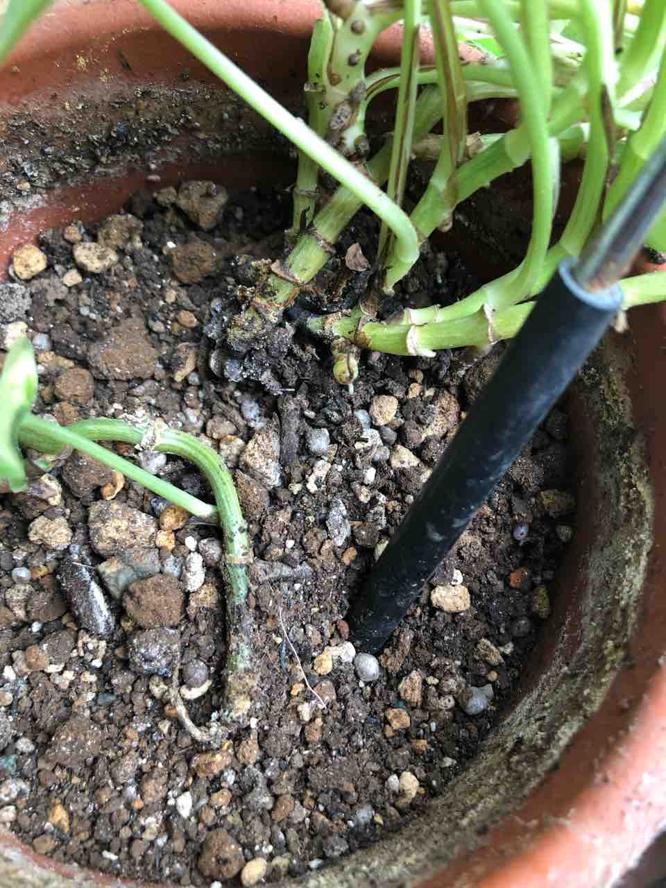 ポトスの仕立て直し タガメとタナゴ ちょっと家庭菜園のblog